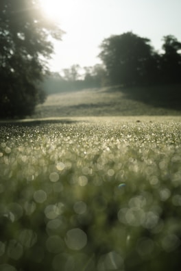 A peaceful morning scene with dew on grass and the motorhome in the background.