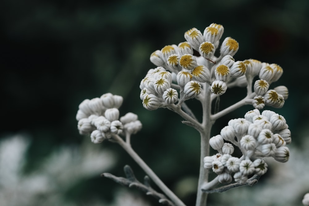 a close up of a white flower with yellow centers