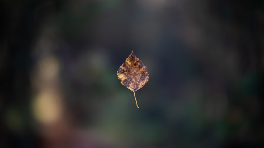 a single leaf floating in the air