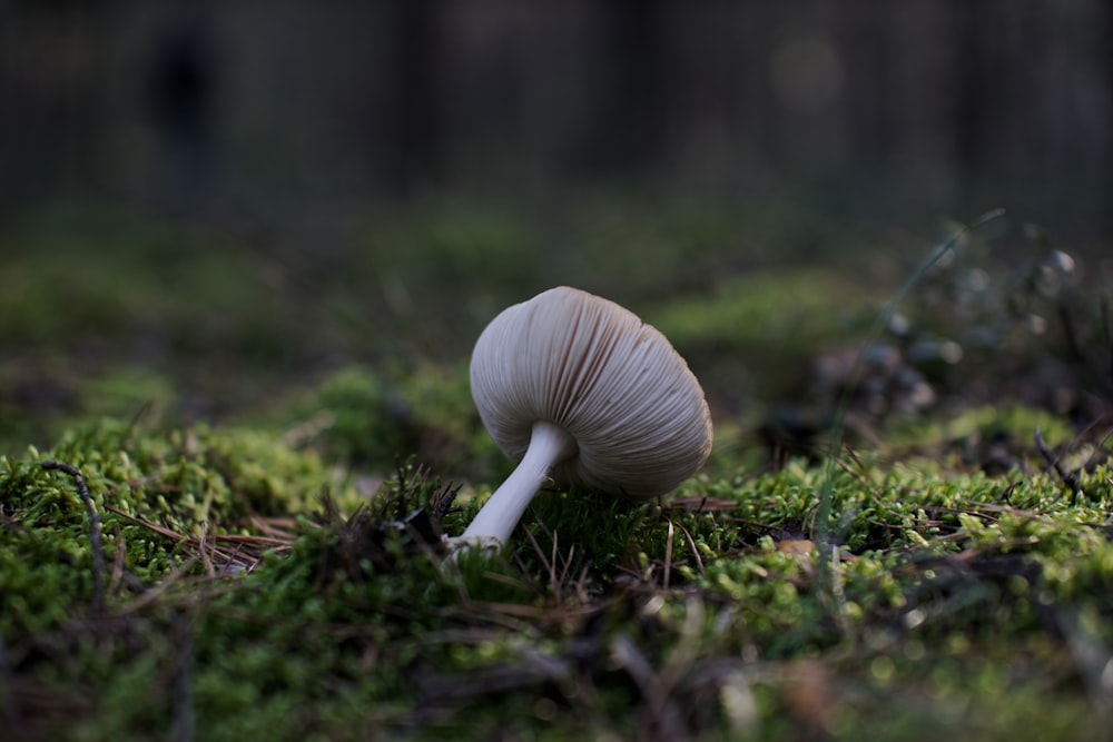 a white mushroom sitting on top of a lush green field