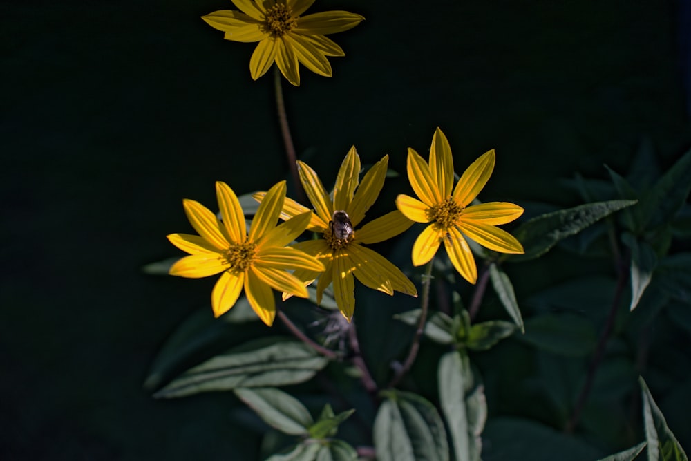 a group of yellow flowers sitting on top of a green plant