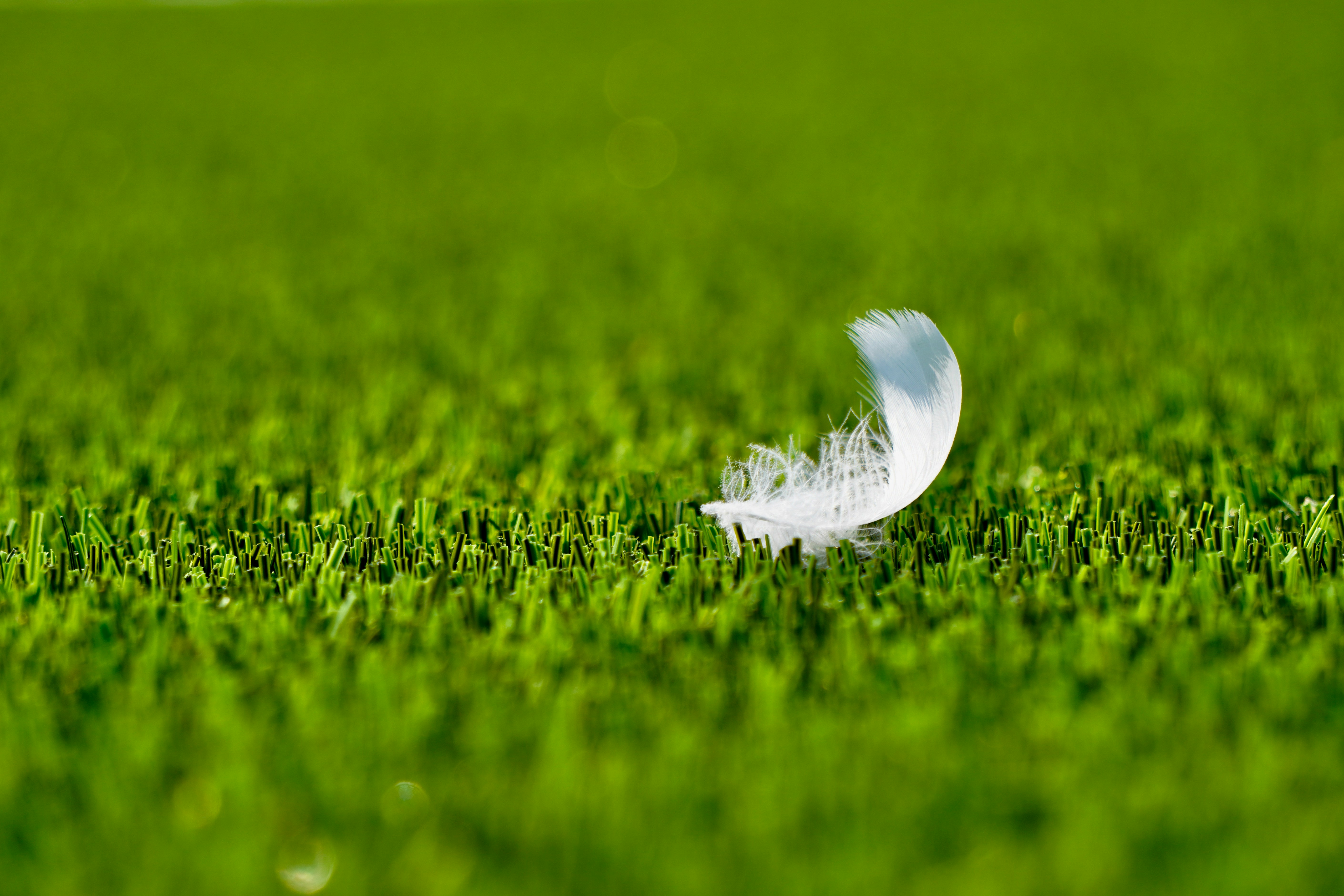 a white feather sitting on top of a lush green field