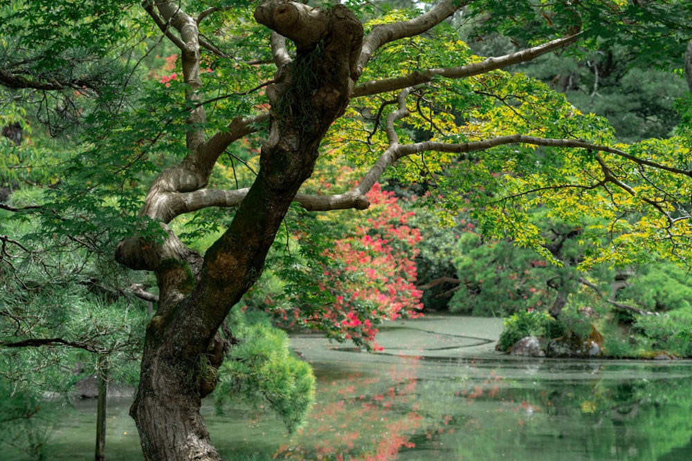 a pond surrounded by trees in a park