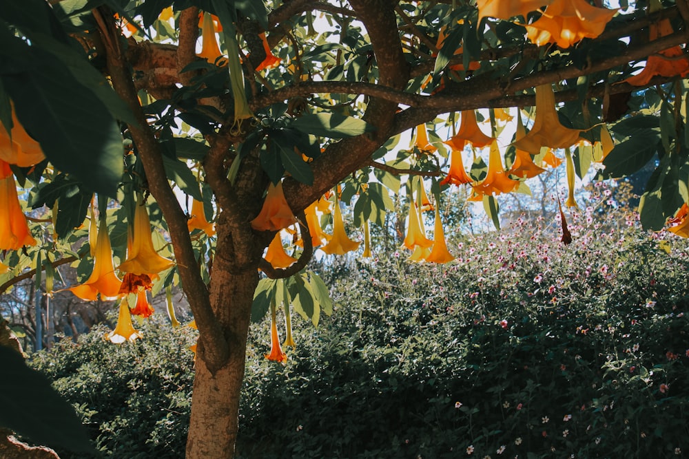 a tree filled with lots of yellow flowers