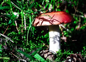 Forest Fresh Mushrooms