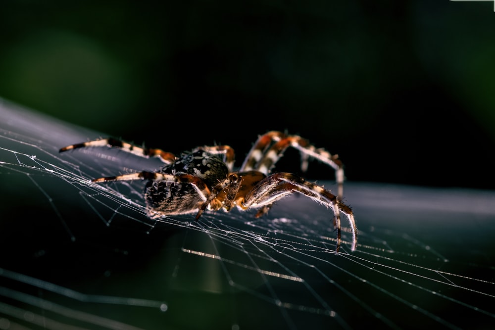 eine nahaufnahme einer spinne auf einem netz