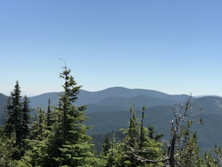A serene landscape featuring pine trees, symbolizing growth and innovation in education.