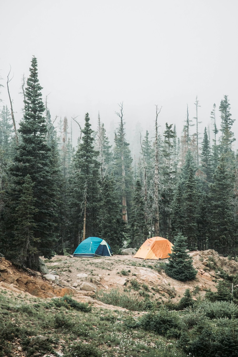 a couple of tents sitting in the middle of a forest