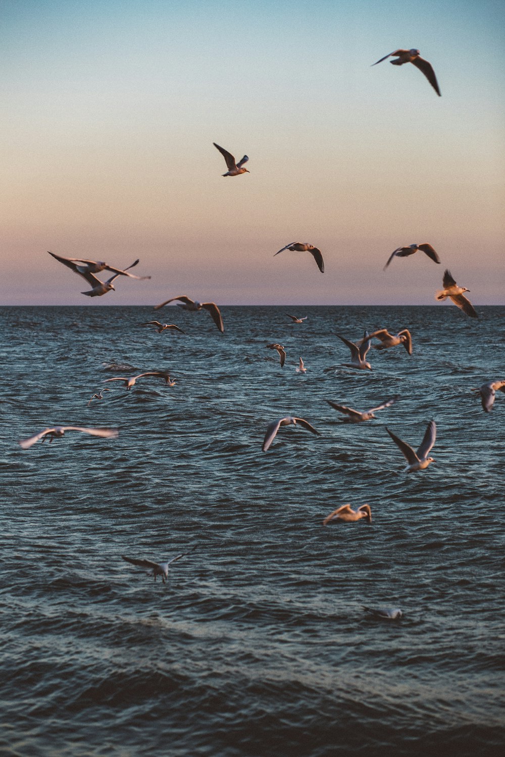 a flock of seagulls flying over a body of water