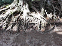 Sun-dappled forest floor with roots intertwining beneath old trees.