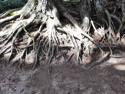 Sun-dappled forest floor with roots intertwining beneath old trees.
