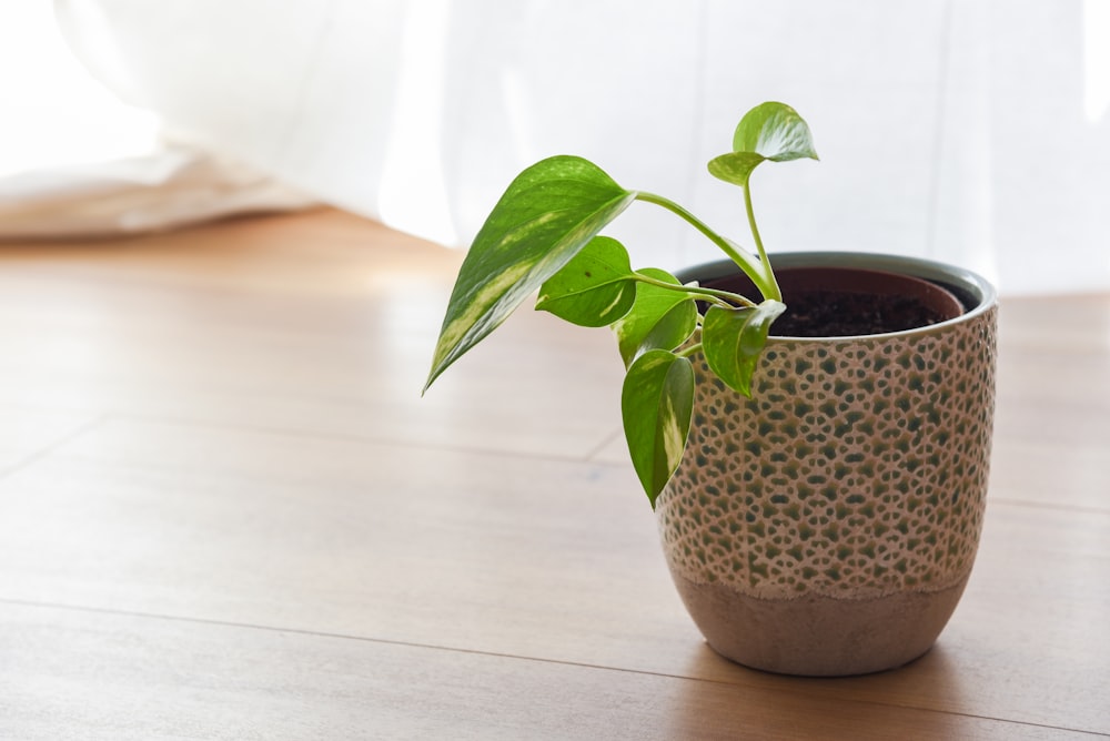 a potted plant is sitting on a table