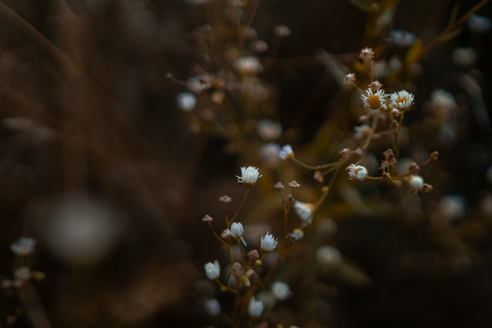 a close up of a plant with small white flowers