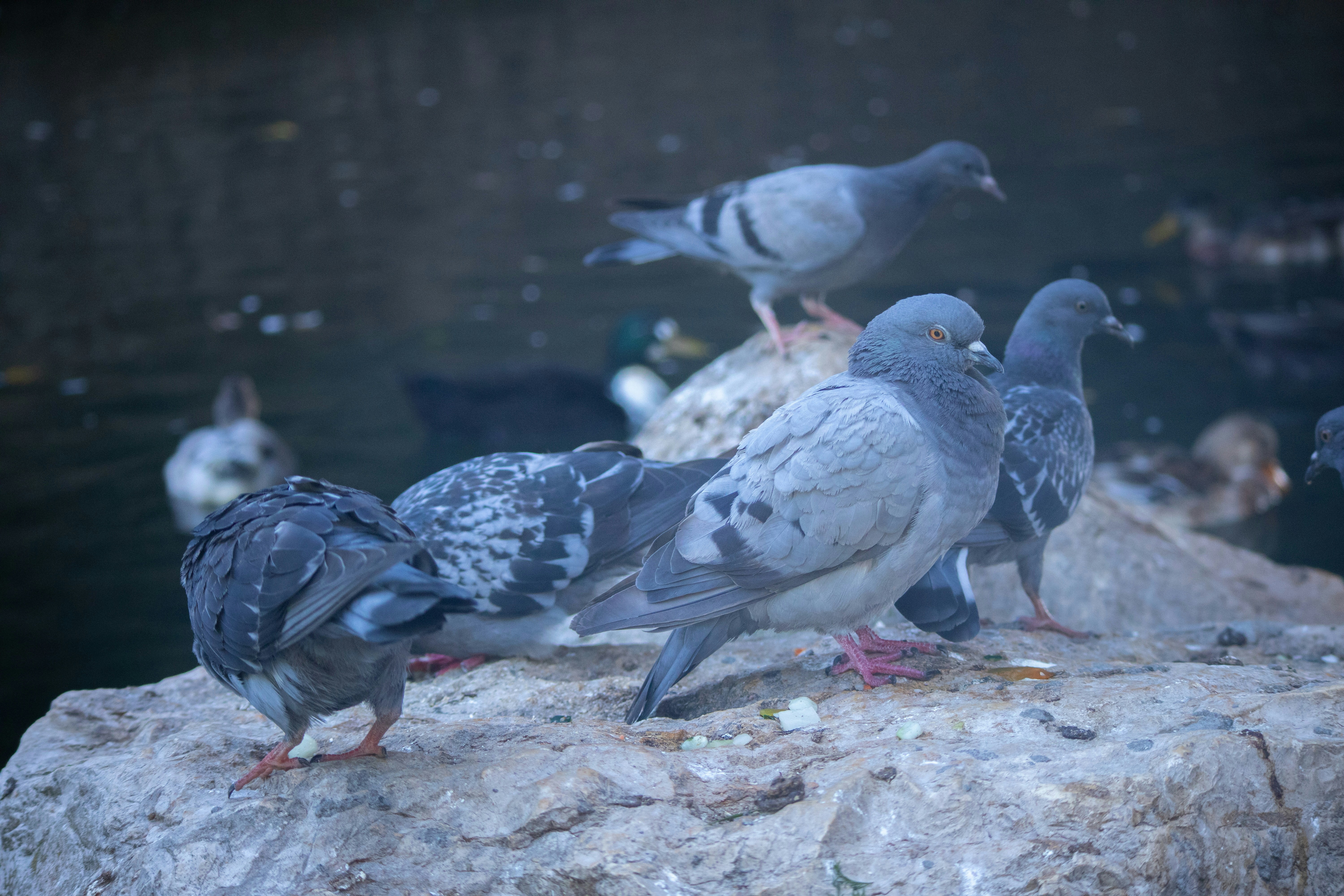a flock of pigeons standing on a rock next to a body of water