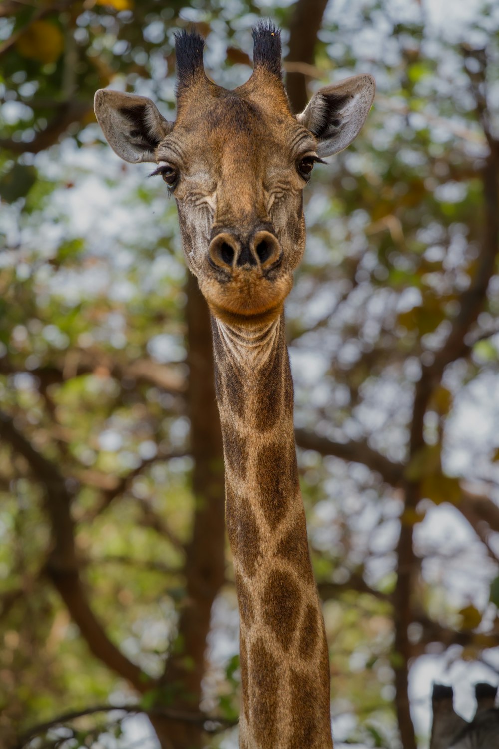 a close up of a giraffe with trees in the background