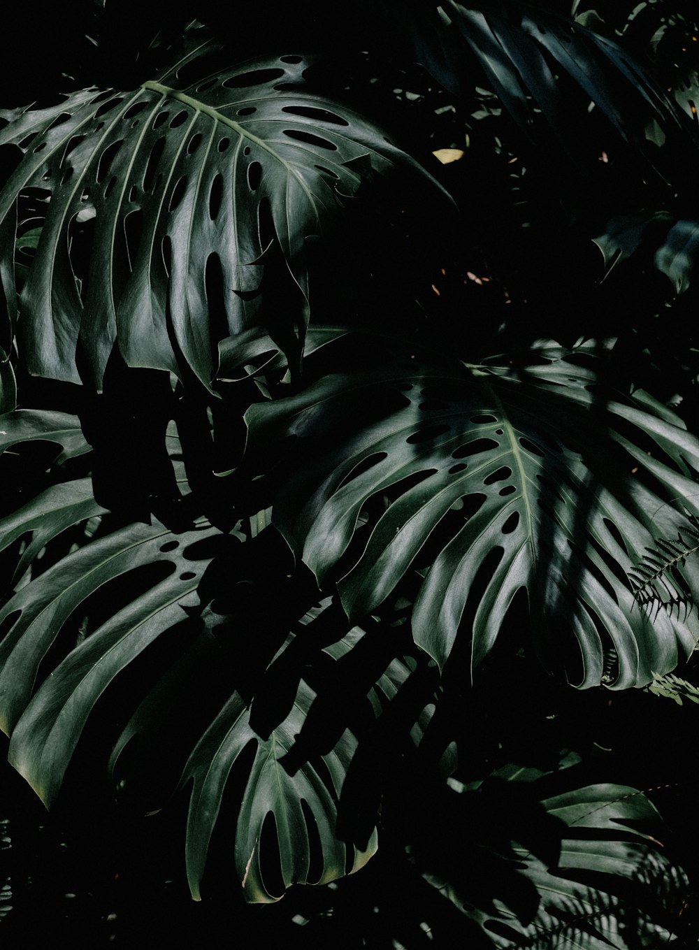 a close up of a plant with lots of leaves