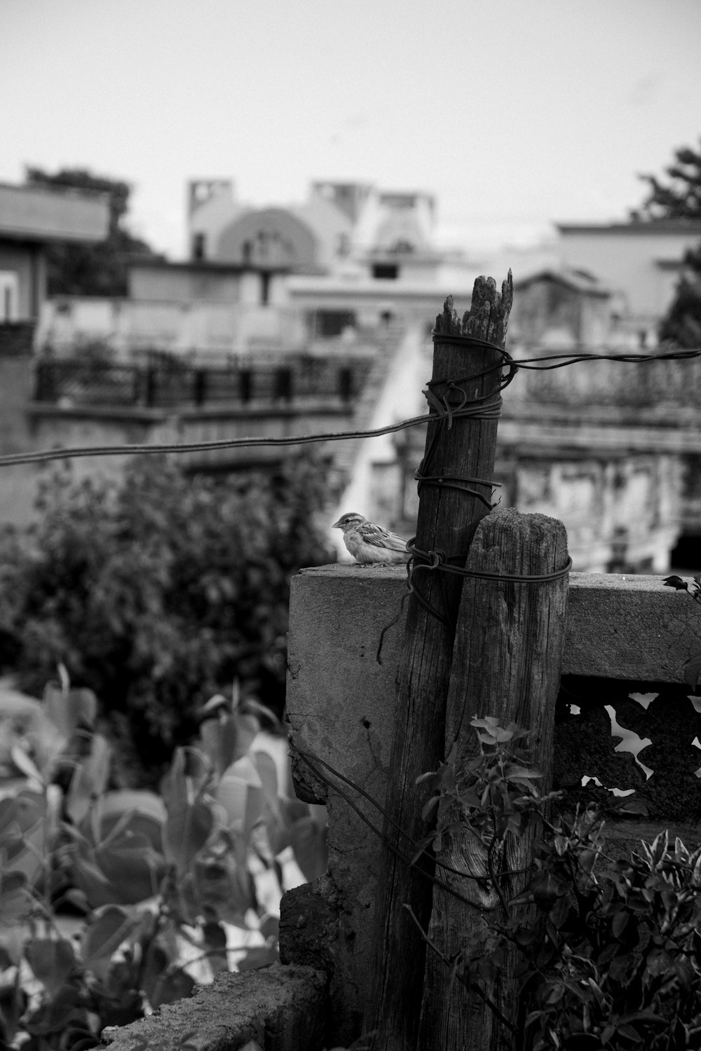 a black and white photo of a bird on a fence