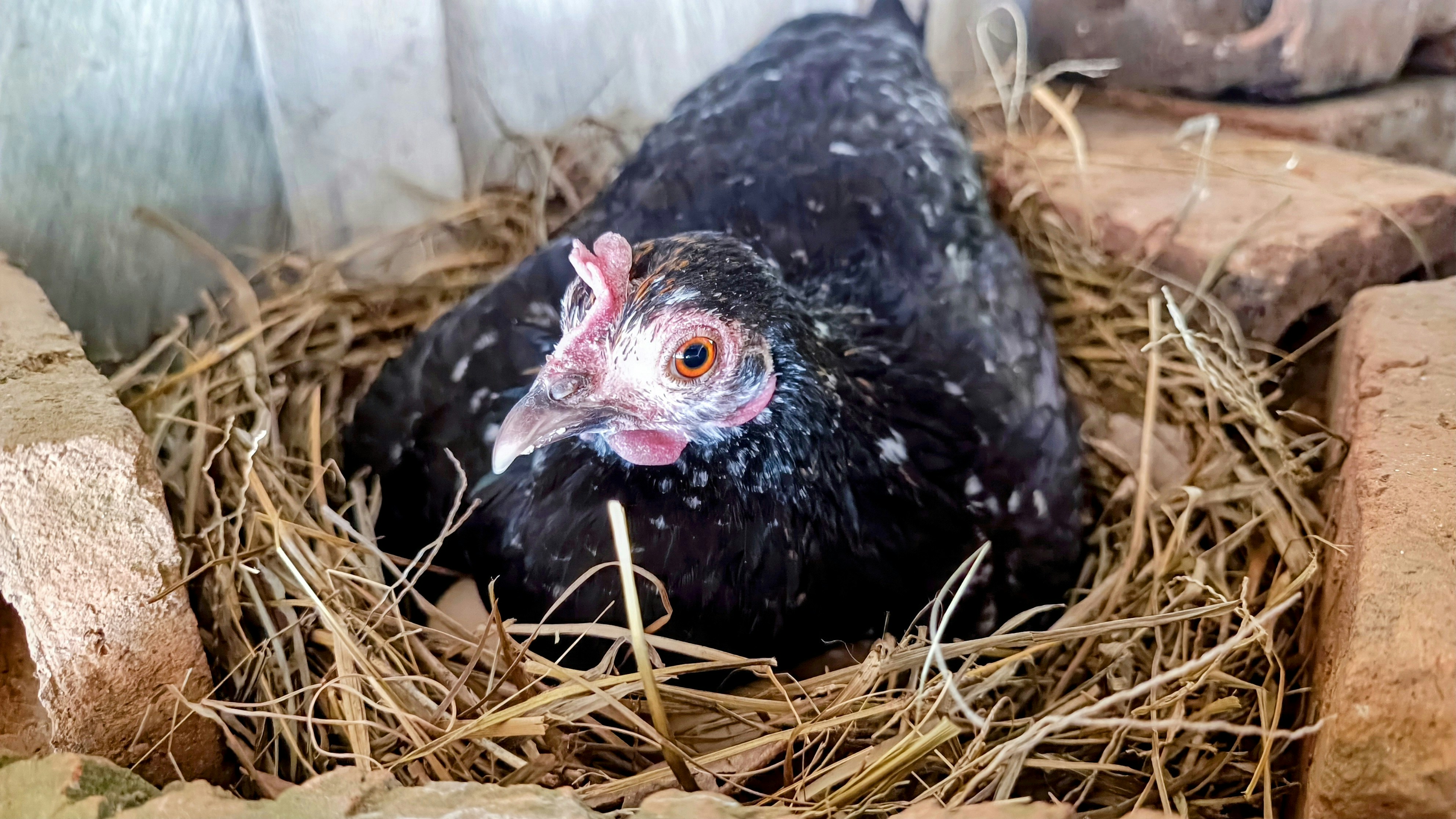 Unlock Your Lucky Chicken