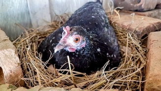 A black chicken with a red comb and bright orange eyes sits in a nest made of hay. The nest is surrounded by pieces of brick, creating a rustic setting.