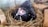 A black chicken with a red comb and bright orange eyes sits in a nest made of hay. The nest is surrounded by pieces of brick, creating a rustic setting.