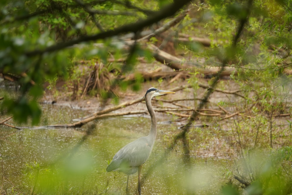 a bird is standing in the grass by the water