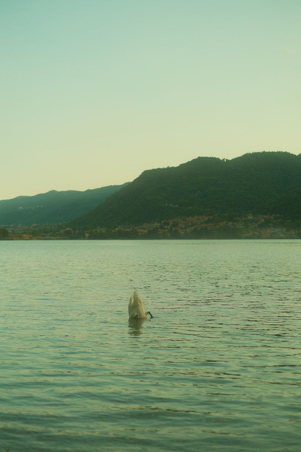 a lone swan floating in the middle of a lake