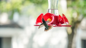 Classic Hummingbird Nectar