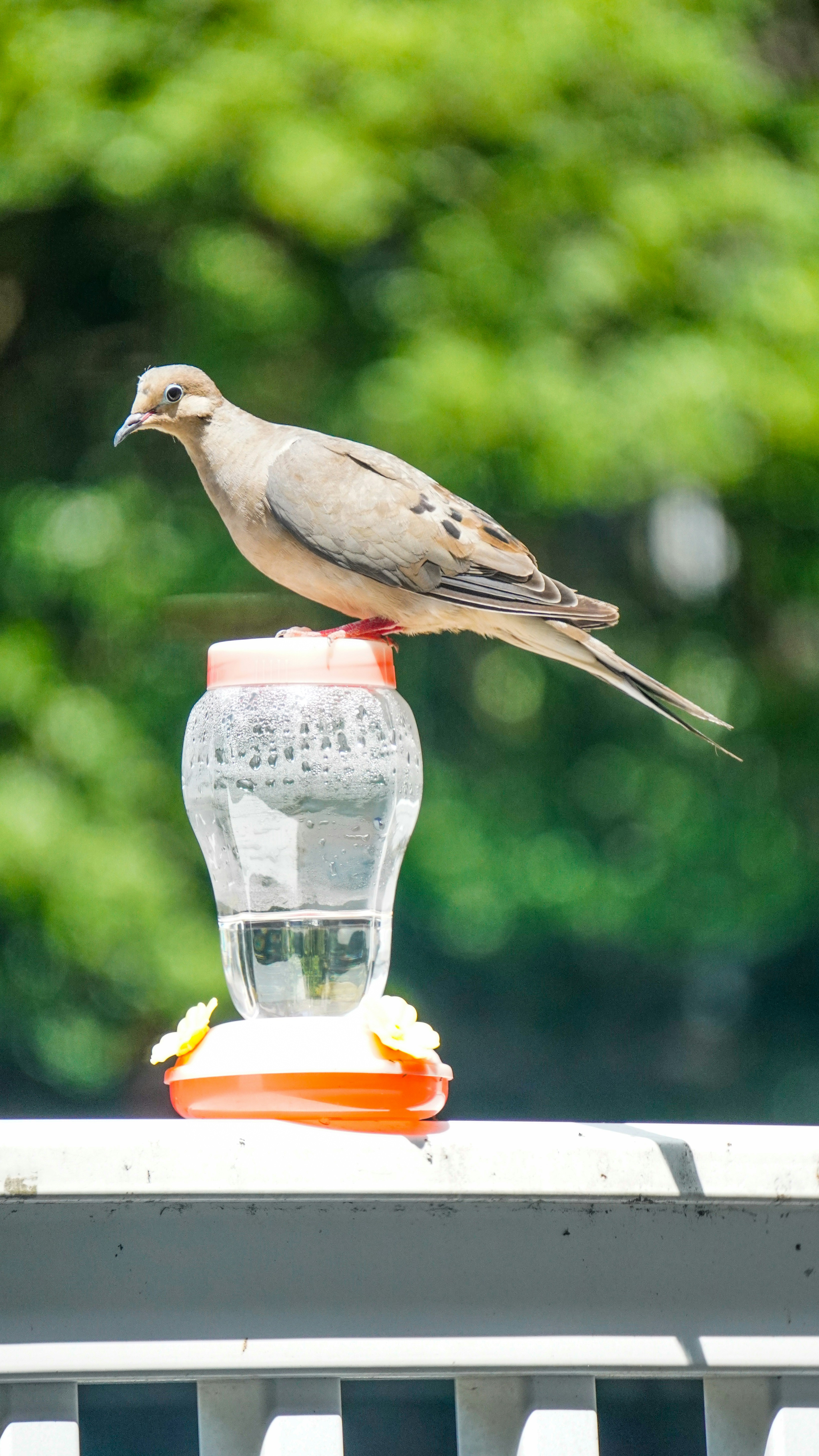 13 Bird Feeding Tips for Feeder Placement That Boosts Bird Traffic