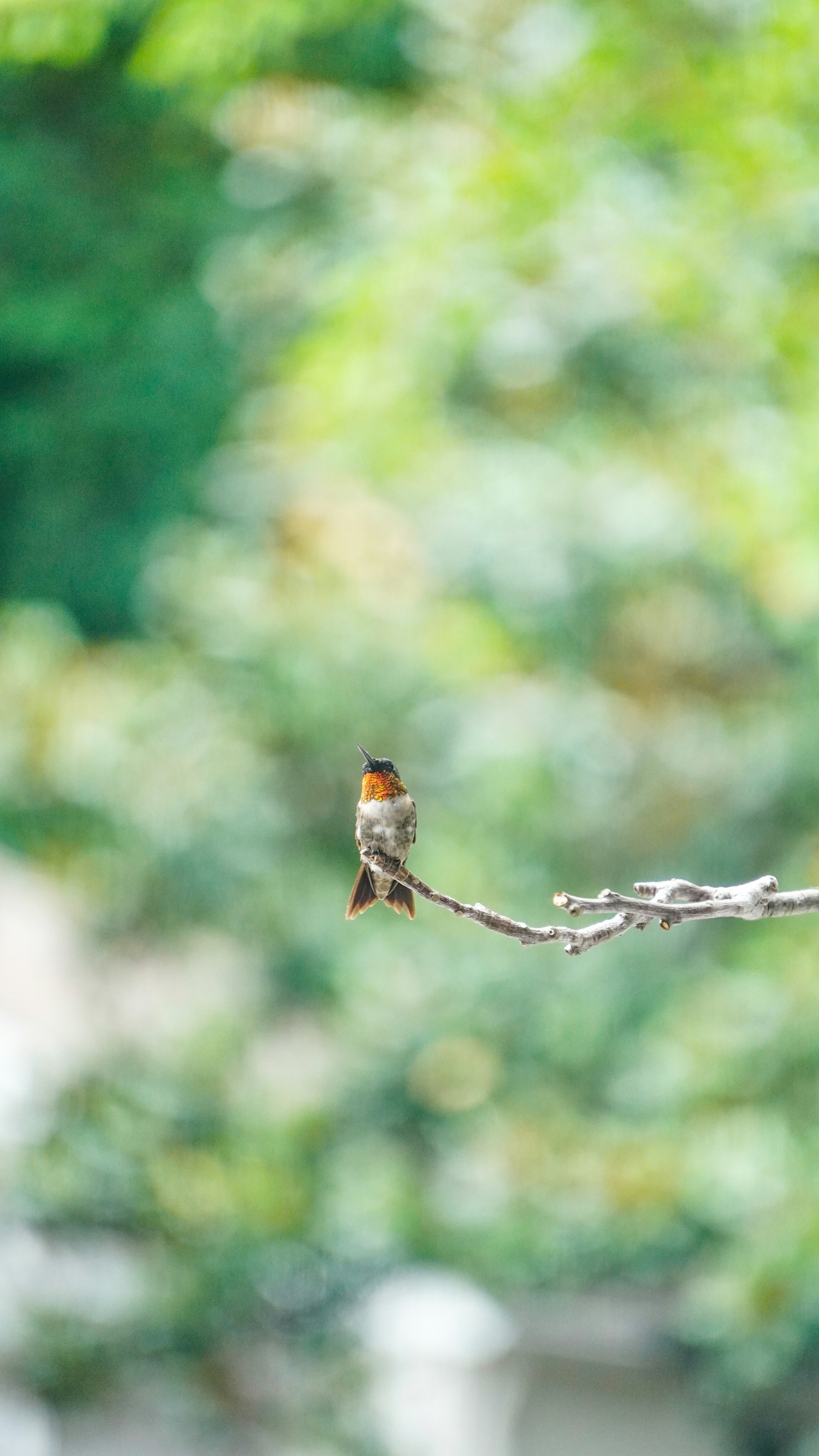 gray computer monitor
