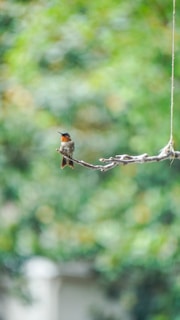 A serene close-up of a colorful bird perched gently on a branch in a lush forest.