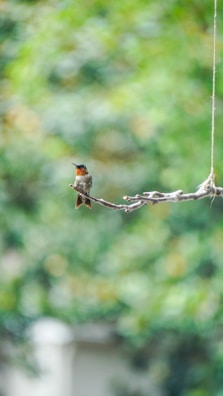 A serene bird perched on a branch with morning dew glistening nearby.