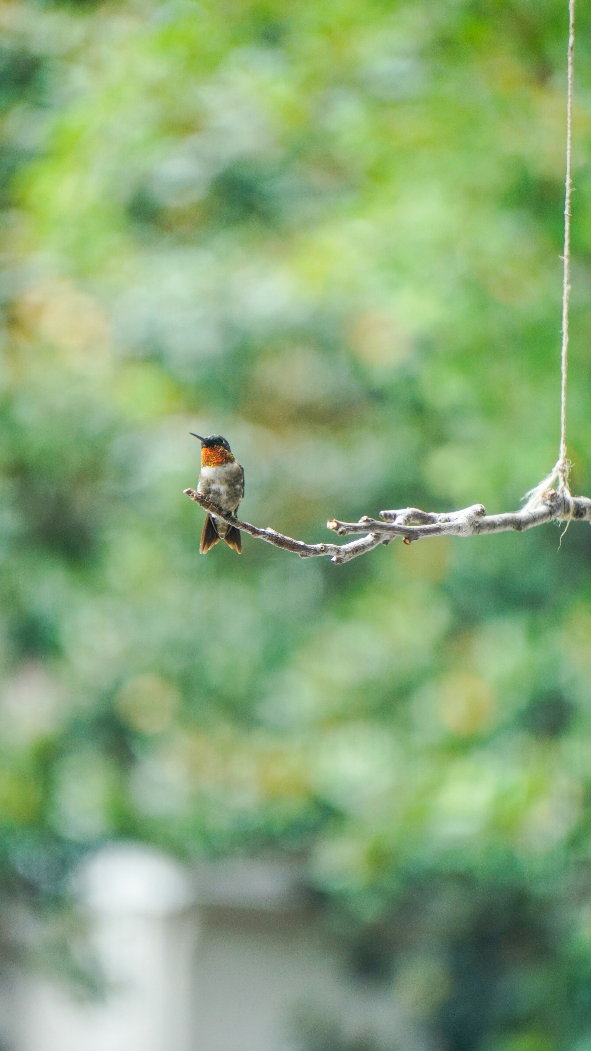 A graceful bird perched on a slender branch, surrounded by lush green leaves glowing in golden sunlight.