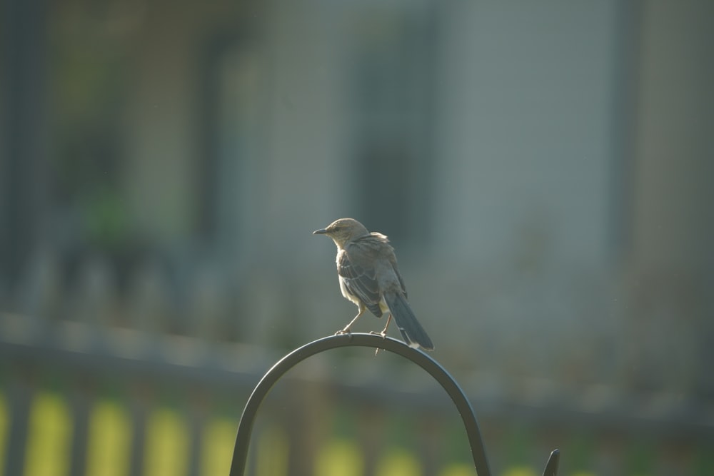 un petit oiseau assis au sommet d’un poteau métallique