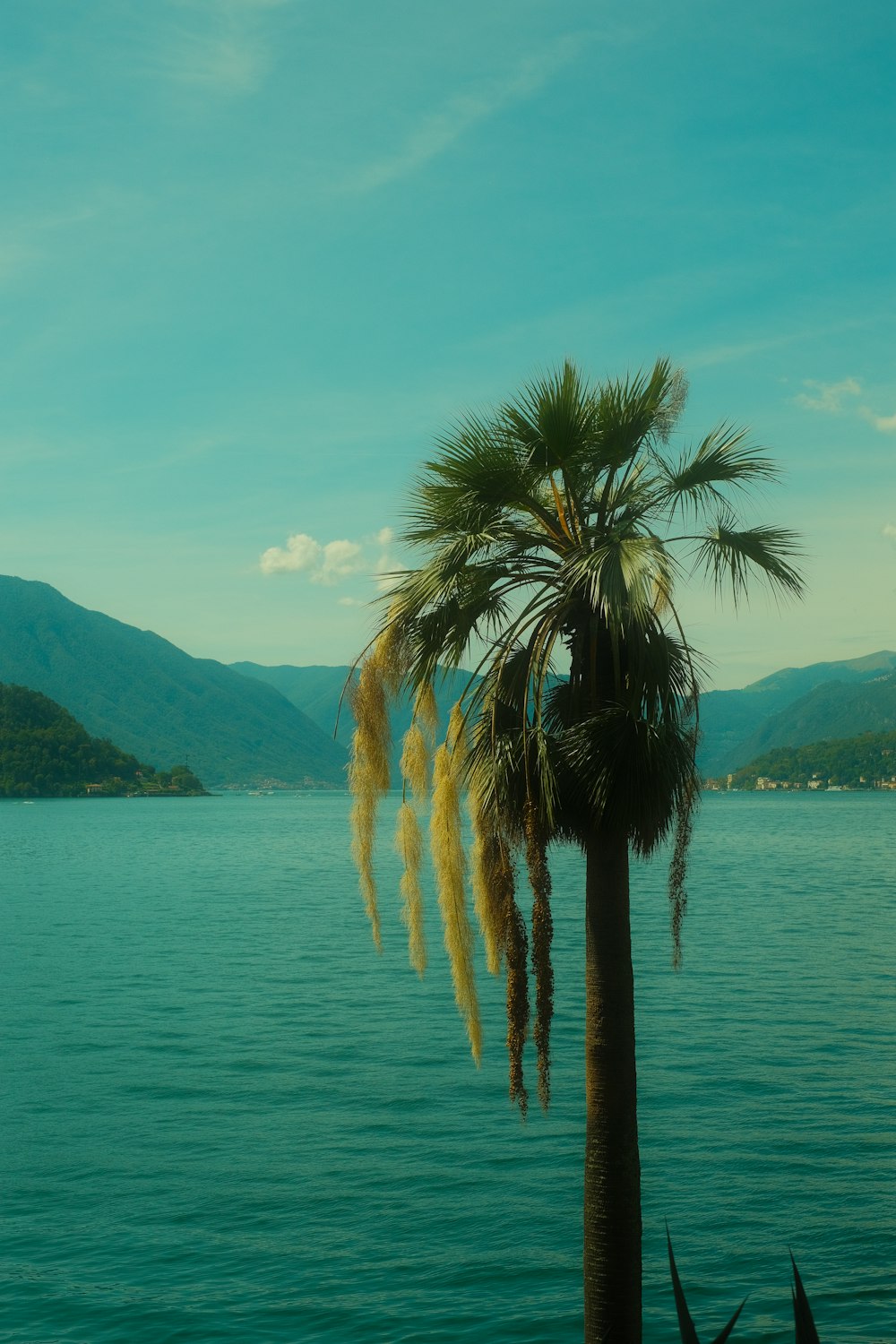 a palm tree on the edge of a body of water