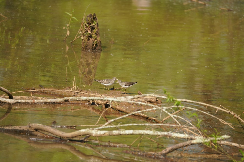 un couple d’oiseaux qui se tiennent dans l’eau