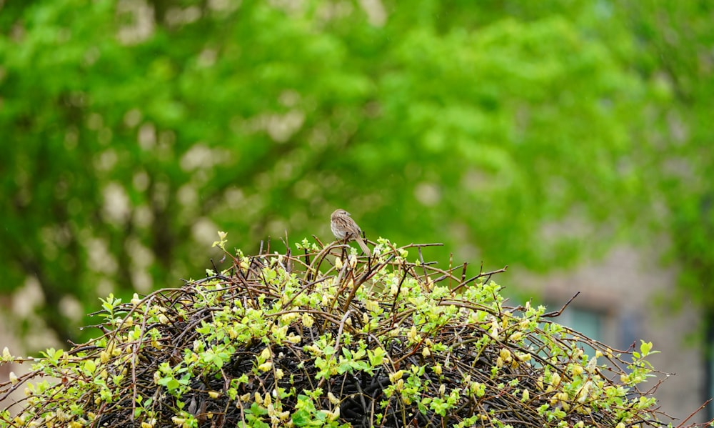 Un oiseau est assis au sommet d’un buisson