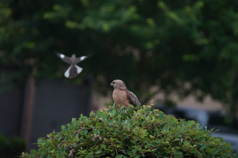 a bird is sitting on top of a bush