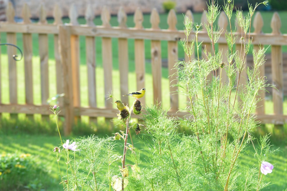 a bird sitting on top of a plant next to a wooden fence