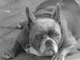 A bulldog is lying on a stone pavement, featuring a distinctive wrinkled face and short muzzle. The dog appears relaxed yet alert, with its ears perked up and its eyes gazing forward. The image is in black and white, highlighting the texture of the dog's fur and the patterns of the stones beneath.