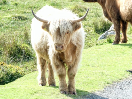 A Highland cow with long, shaggy fur and prominent horns stands on a grassy area. Its light fur blends with the sunlit surroundings. Another cow is partially visible in the background, suggesting a rural setting with lush greenery.