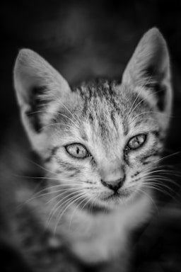 Close-up of a premium canvas print featuring a detailed cat portrait with vibrant colors.