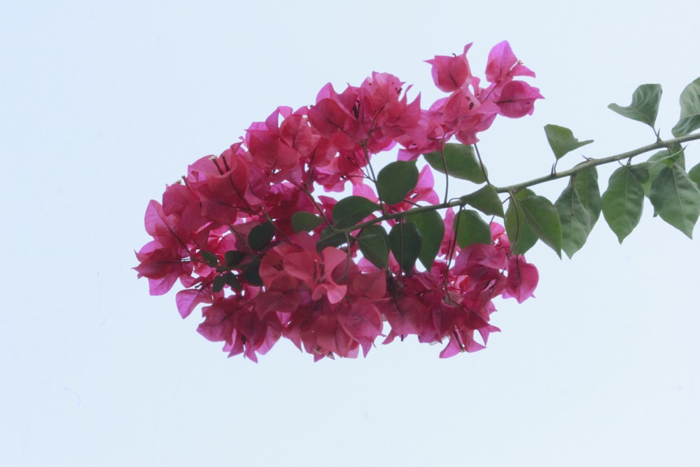 a branch of pink flowers with green leaves