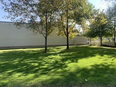 A lush, green lawn is bordered by several trees, casting dappled shadows across the grass. The trees have a mix of green and yellow leaves, suggesting early autumn. In the background, a light-colored wall runs parallel to the lawn.
