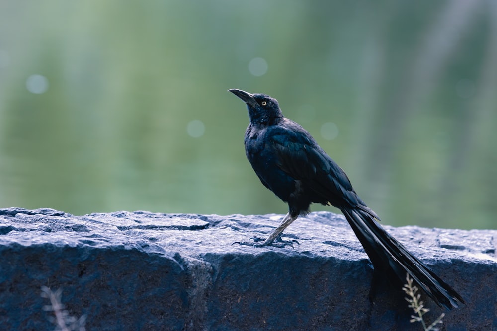 un uccello nero seduto sulla cima di un muro di pietra
