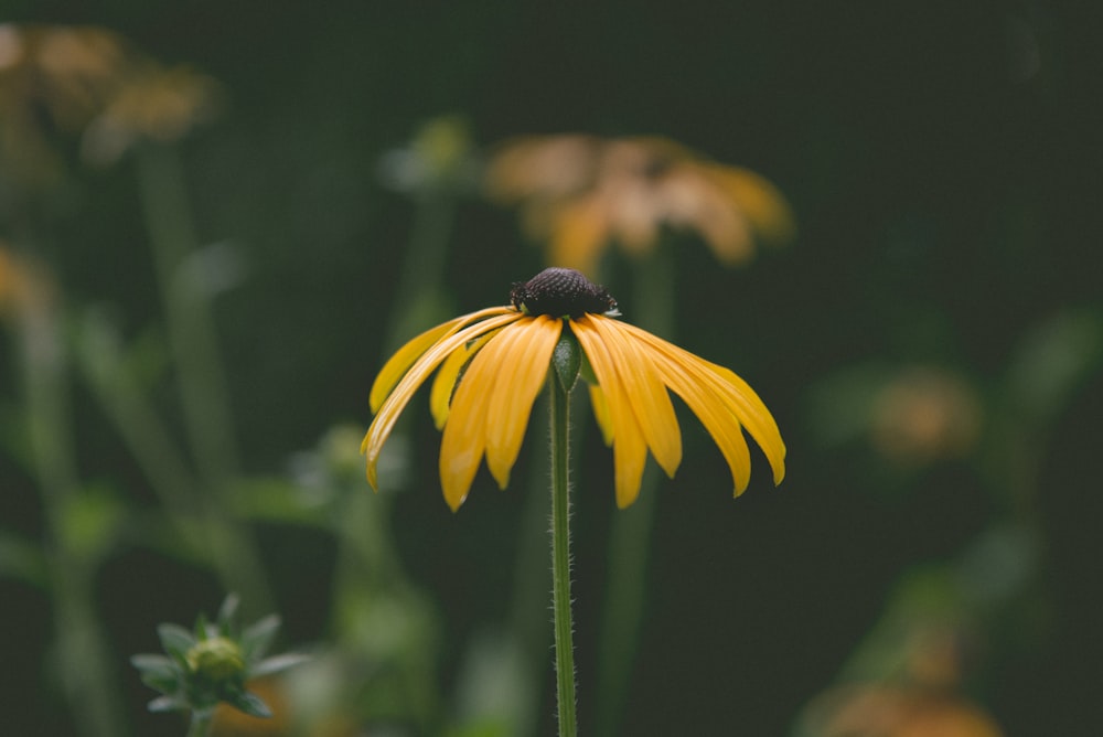 a close up of a yellow flower in a field