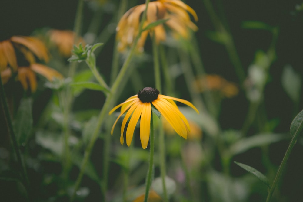 a close up of a yellow flower in a field