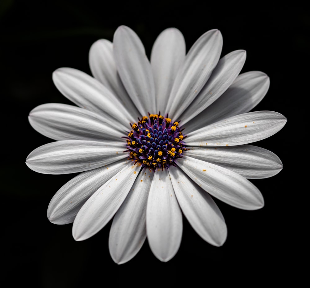 Nahaufnahme einer weißen Blume auf schwarzem Hintergrund