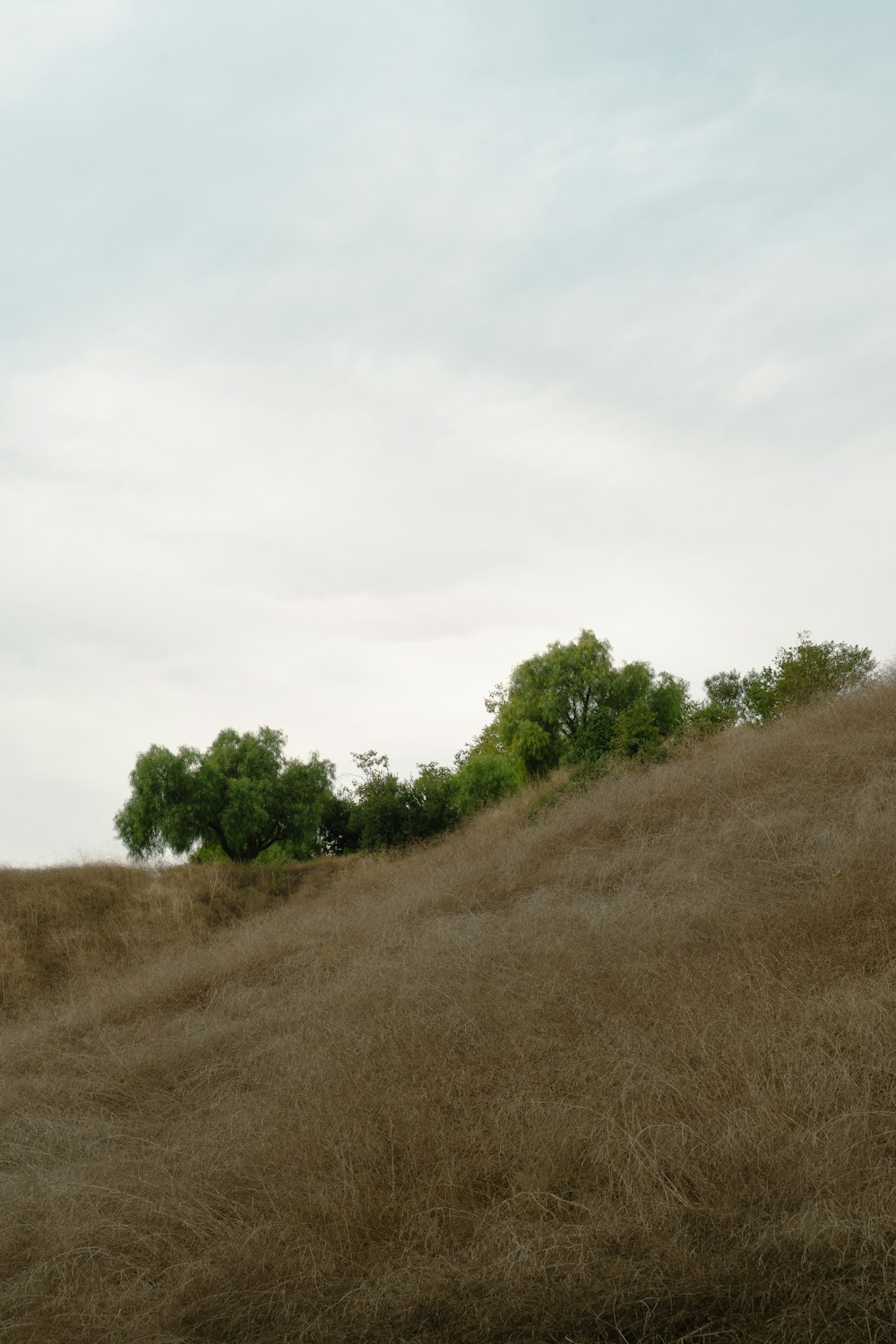 a grassy hill with trees on top of it