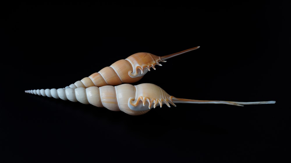 a close up of two shells on a black background