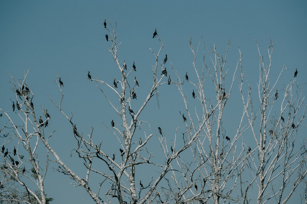 a flock of birds sitting on top of a tree